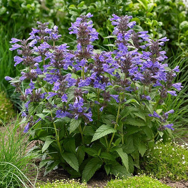 <i>Nepeta</i> <b class=small-caps>Neptune</b> ('Bokratune') (PBR)