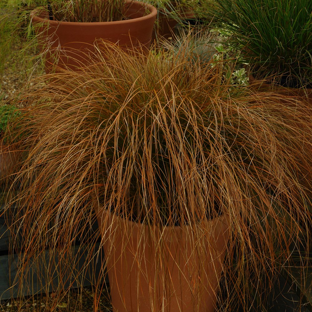 <i>Carex testacea</i> 'Prairie Fire'