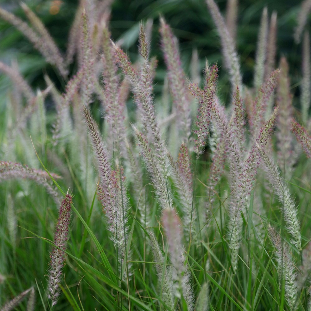 <i>Pennisetum</i> 'Fairy Tails'