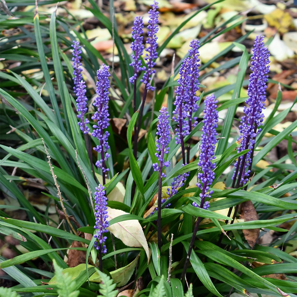 <i>Liriope muscari</i> 'Moneymaker'