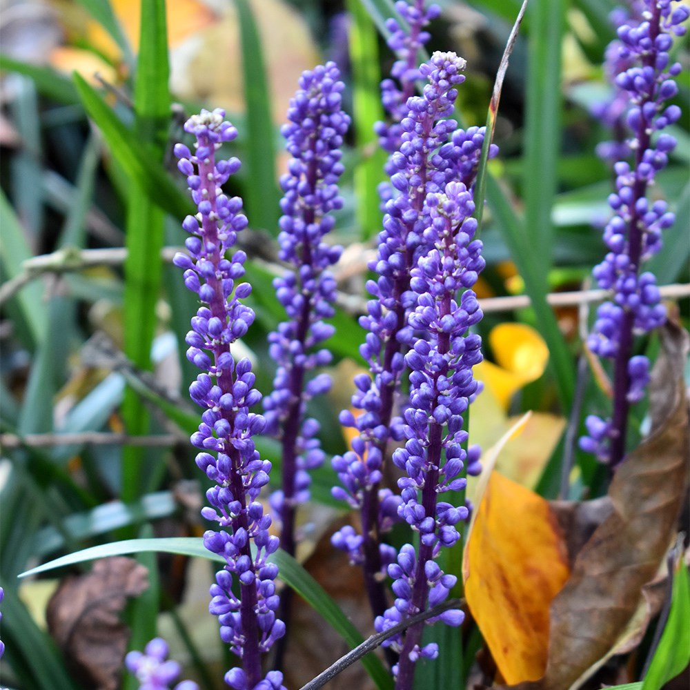 <i>Liriope muscari</i> 'Moneymaker'