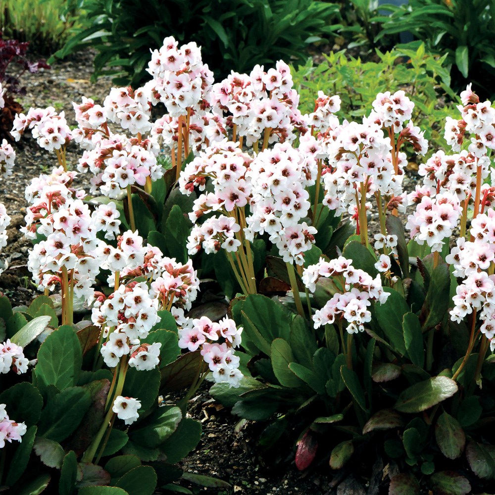 <i>Bergenia</i> 'Angel Kiss' (Dragonfly Series)