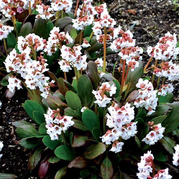 <i>Bergenia</i> 'Angel Kiss' (Dragonfly Series)