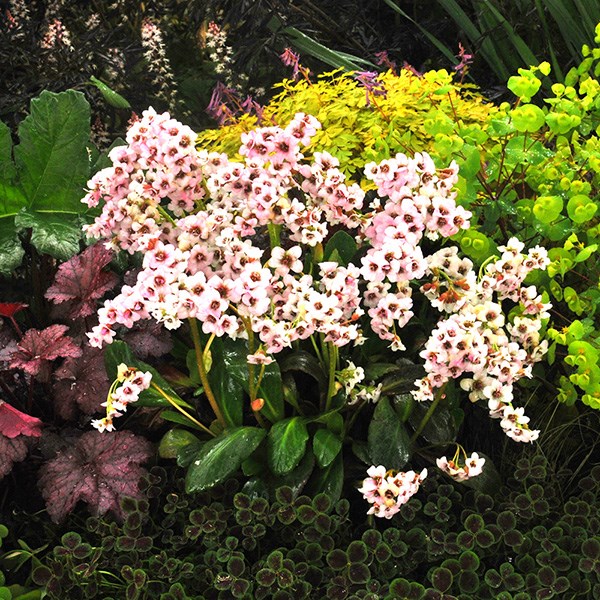 <i>Bergenia</i> 'Angel Kiss' (Dragonfly Series)