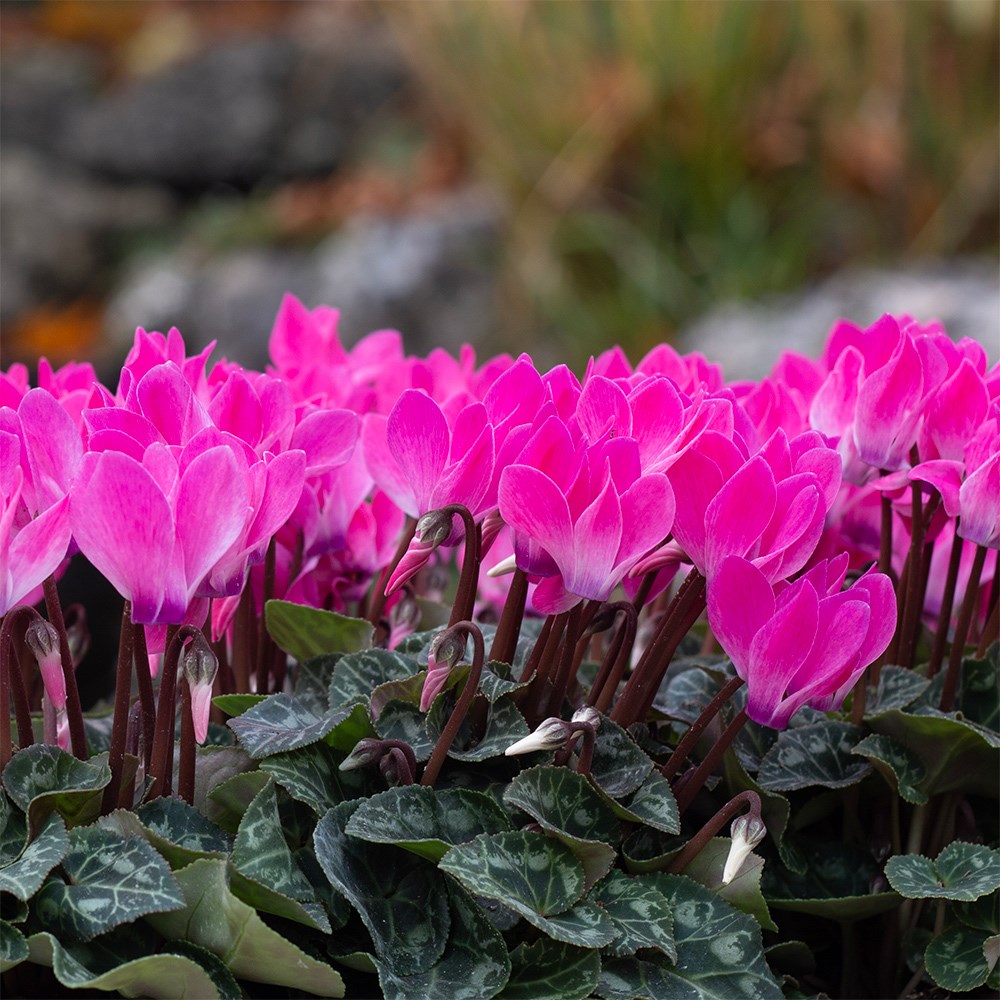 <i>Cyclamen persicum</i> 'Verano 'Verano Neon Pink' (Super Verano Series)
