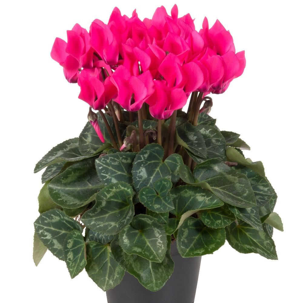 <i>Cyclamen persicum</i> 'Verano 'Verano Neon Pink' (Super Verano Series)