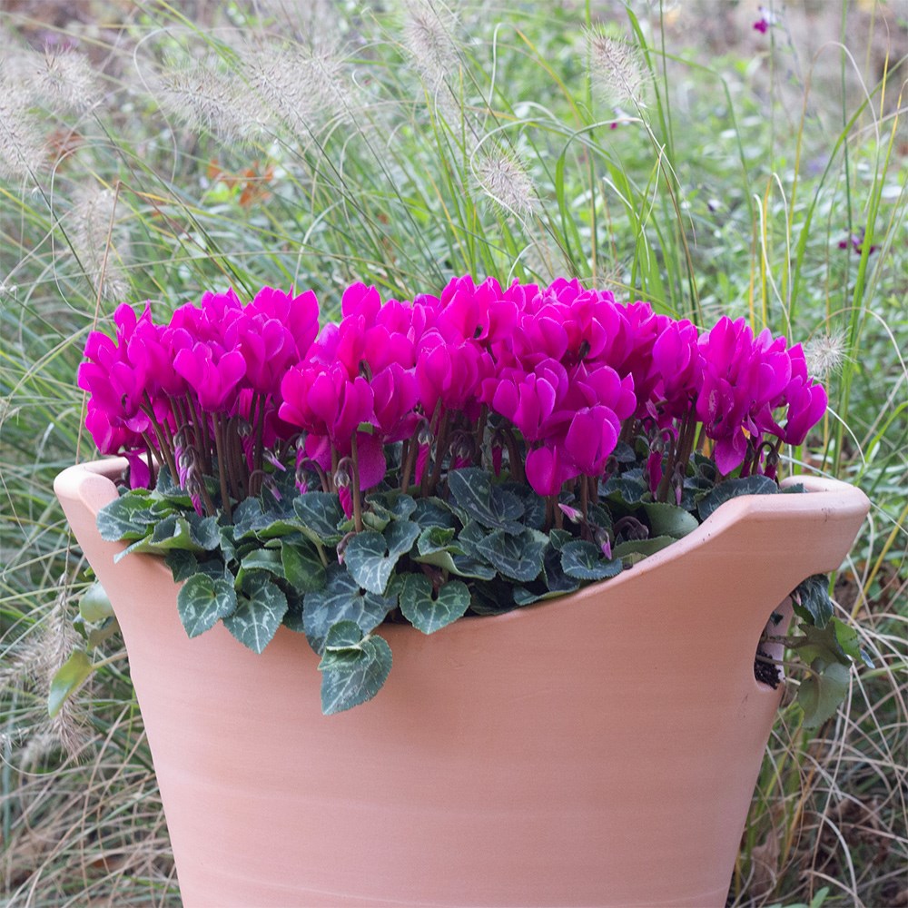 <i>Cyclamen persicum</i> 'Verano Dark Violet' (Super Verano Series)
