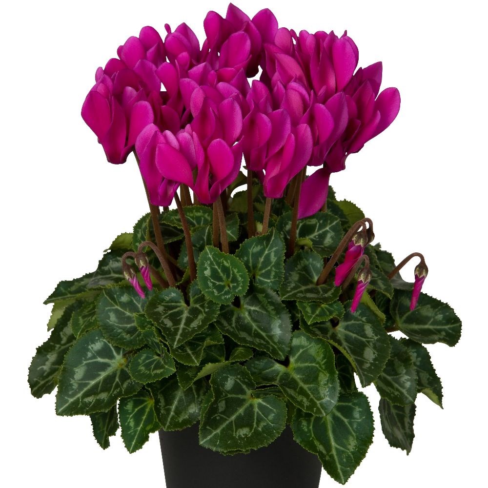 <i>Cyclamen persicum</i> 'Verano Dark Violet' (Super Verano Series)