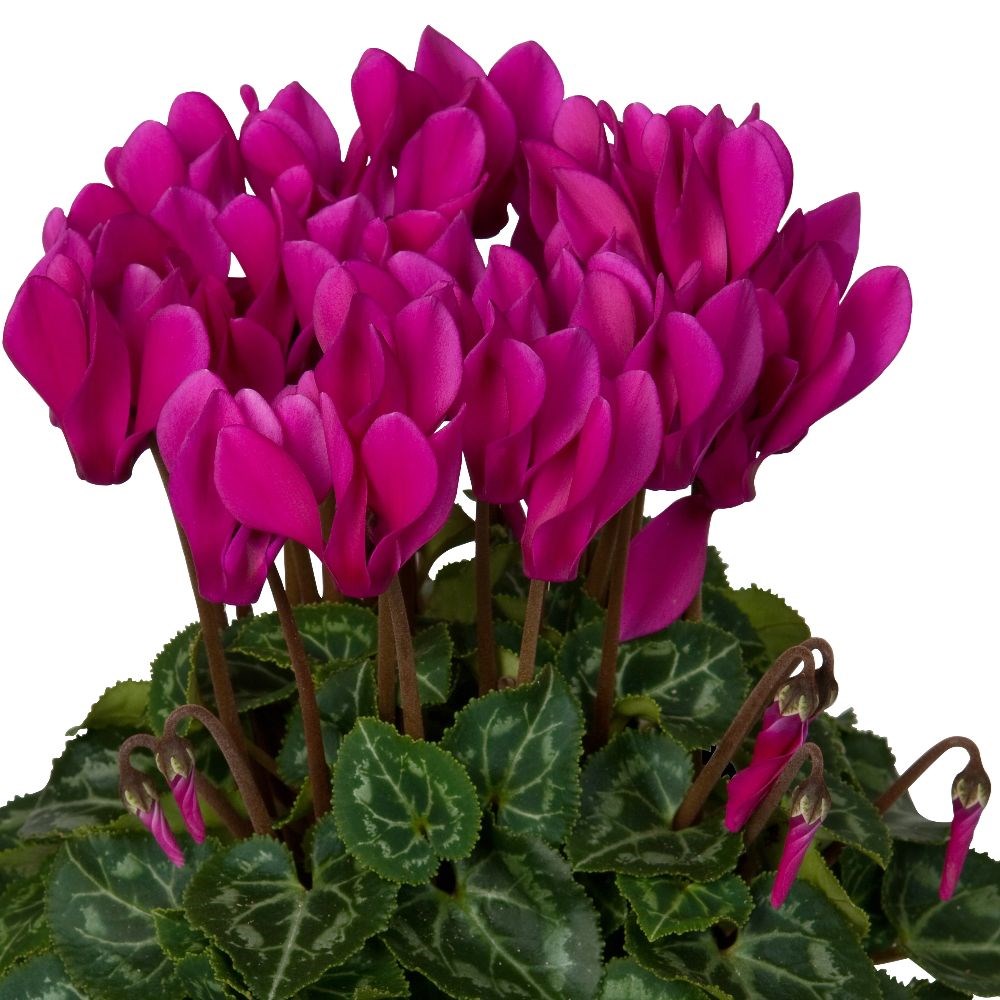 <i>Cyclamen persicum</i> 'Verano Dark Violet' (Super Verano Series)