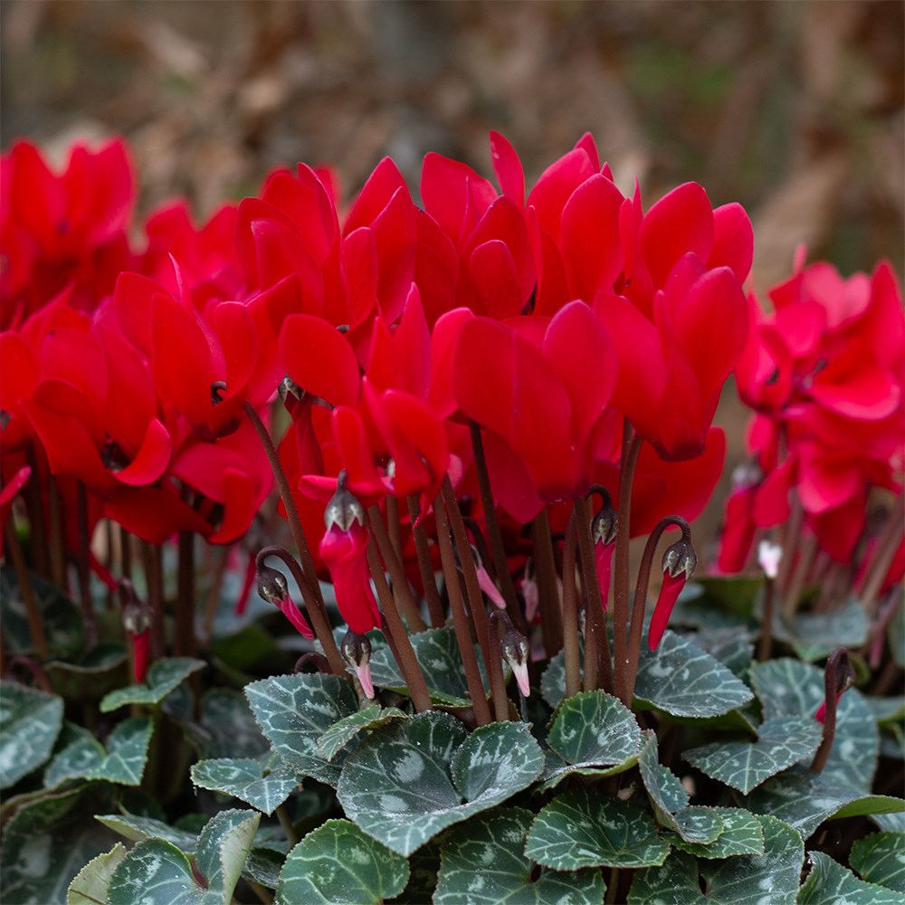 <i>Cyclamen persicum</i> 'Verano Red Improved' (Super Verano Series)