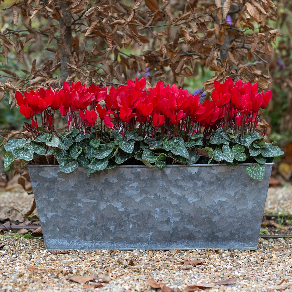 <i>Cyclamen persicum</i> 'Verano Red Improved' (Super Verano Series)