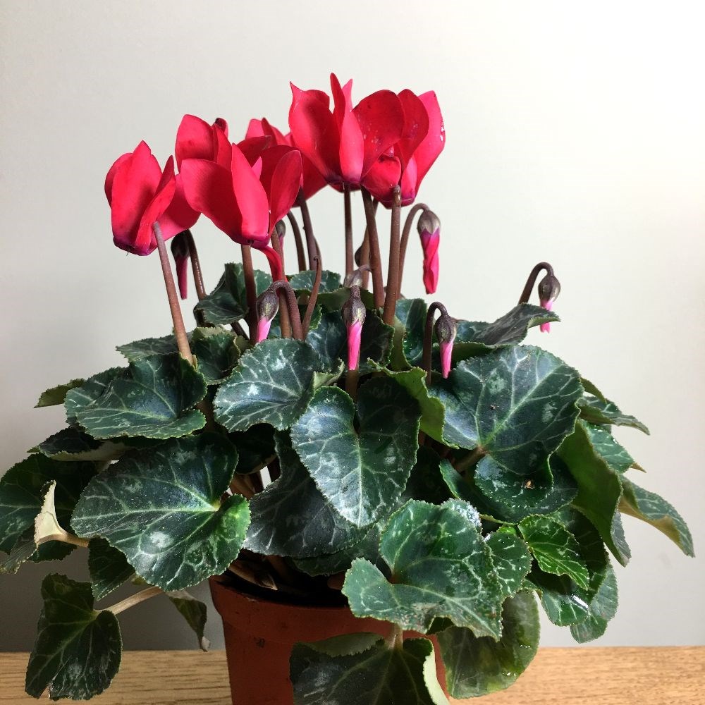 <i>Cyclamen persicum</i> 'Verano Red Improved' (Super Verano Series)