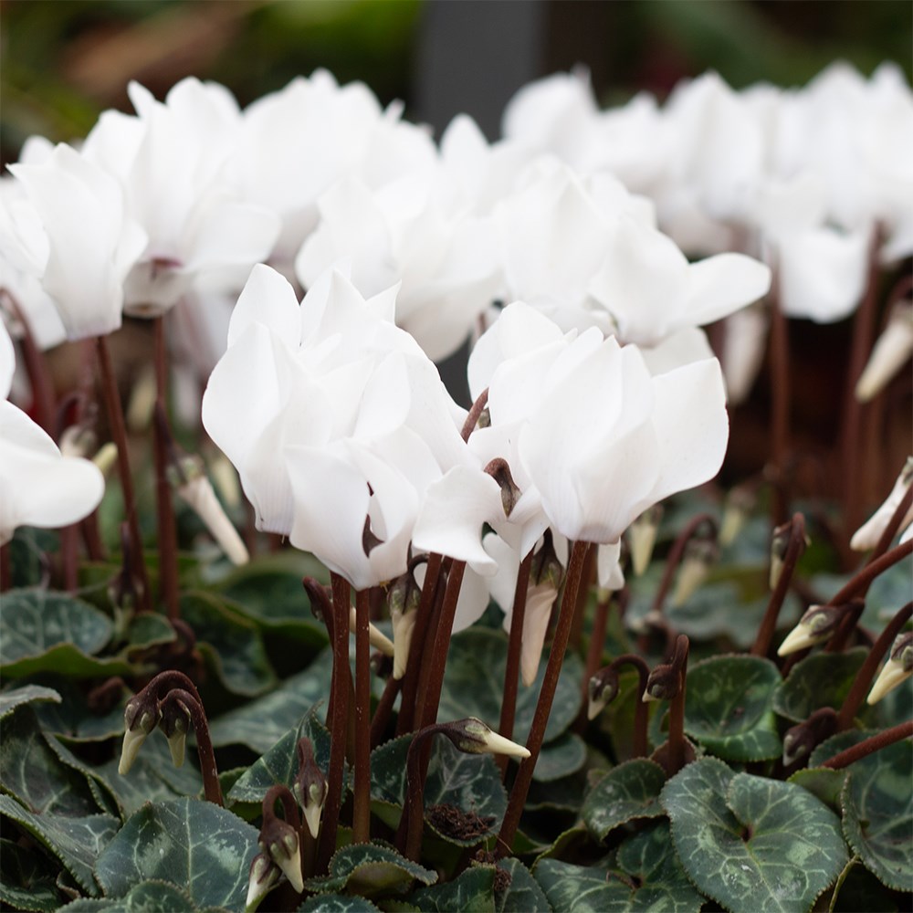 <i>Cyclamen persicum</i> 'Verano Pure White' (Super Verano Series)