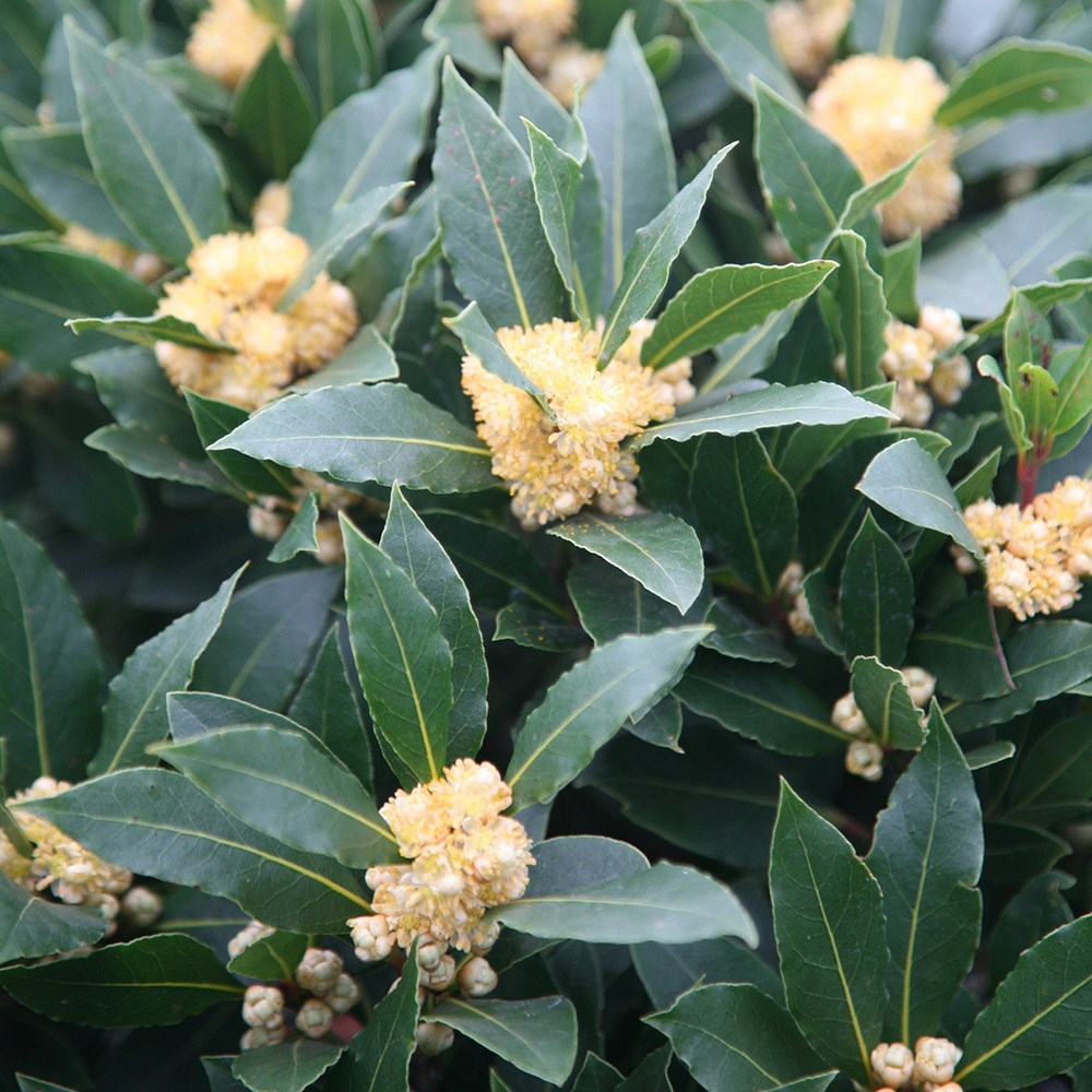 bay - kitchen laurel