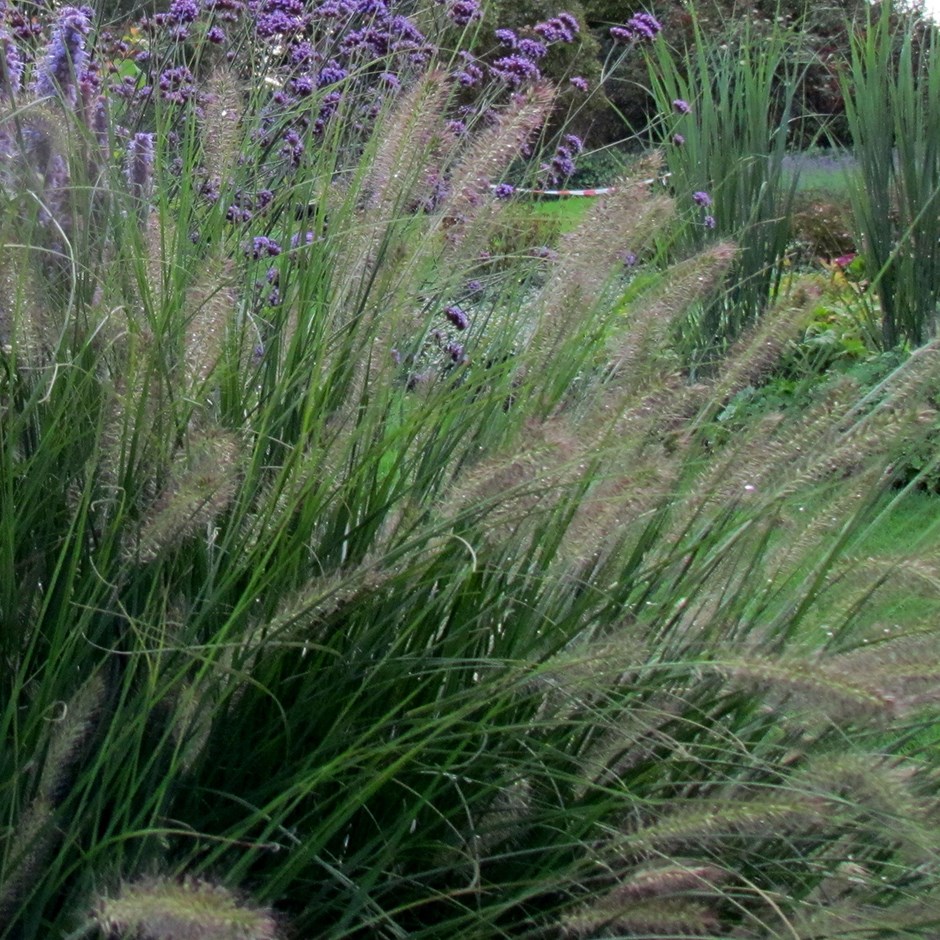 <i>Pennisetum alopecuroides</i> 'Hameln'