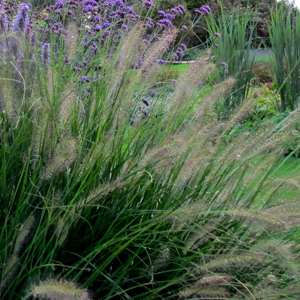 <i>Pennisetum alopecuroides</i> 'Hameln'