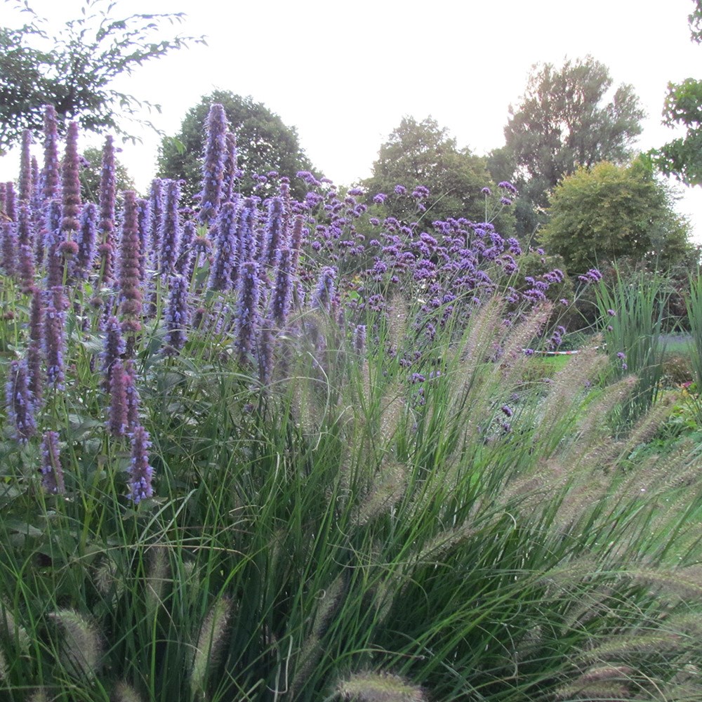 <i>Pennisetum alopecuroides</i> 'Hameln'