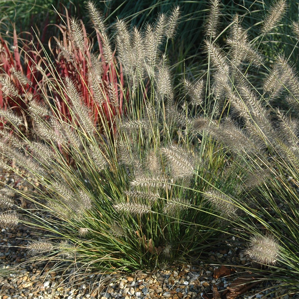 <i>Pennisetum alopecuroides</i> 'Hameln'