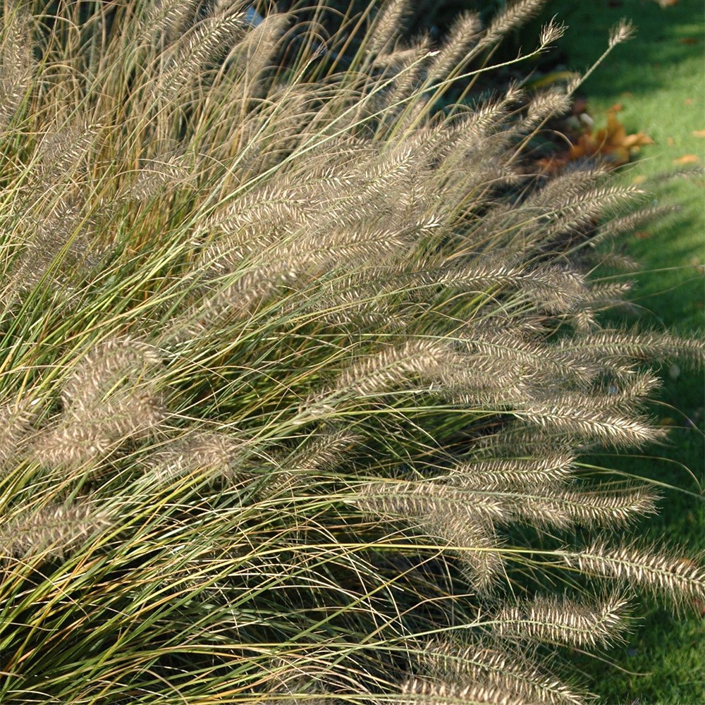 <i>Pennisetum alopecuroides</i> 'Hameln'
