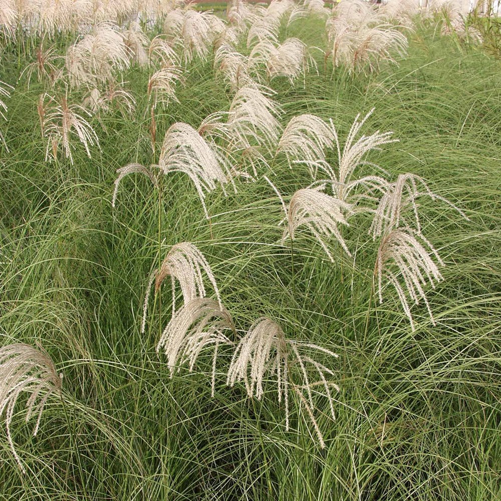 <i>Miscanthus sinensis</i> 'Gracillimus'