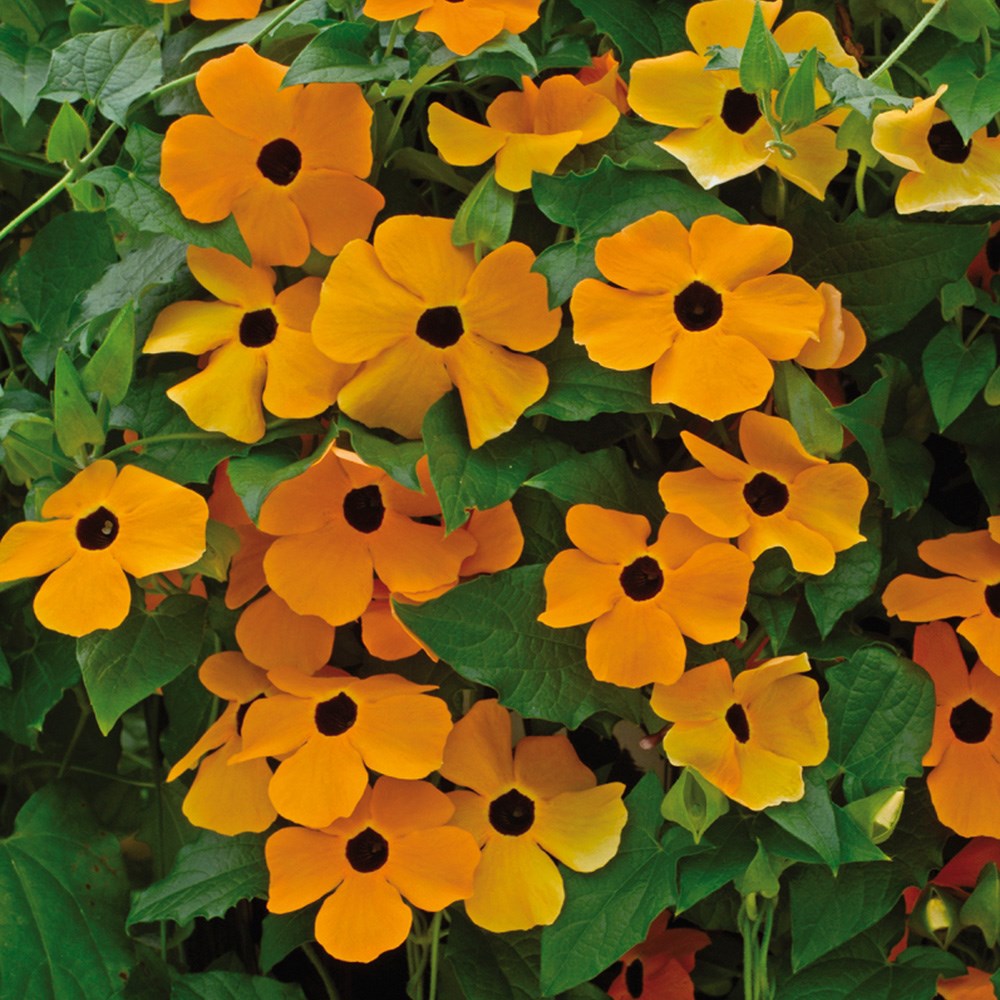 <i>Thunbergia alata</i> 'Susie Orange with Black Eye' (Susie Series)