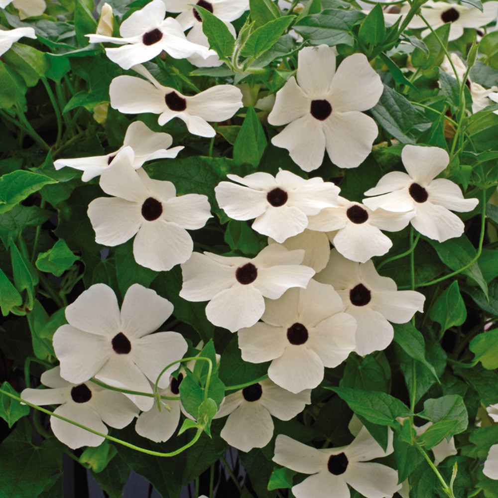 <i>Thunbergia alata</i> 'Susie White Black Eye' (Susie Series)