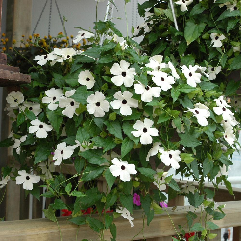 <i>Thunbergia alata</i> 'Susie White Black Eye' (Susie Series)