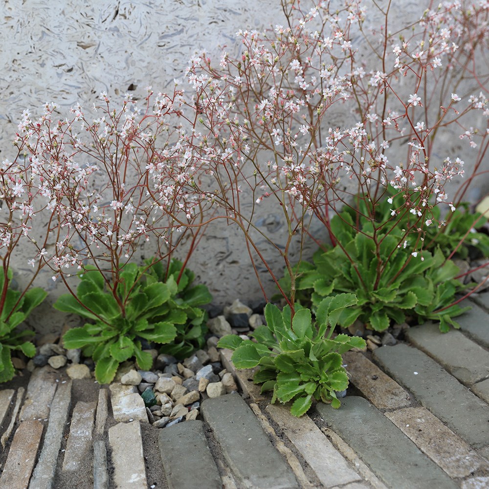 <i>Saxifraga</i> × <i>urbium</i>