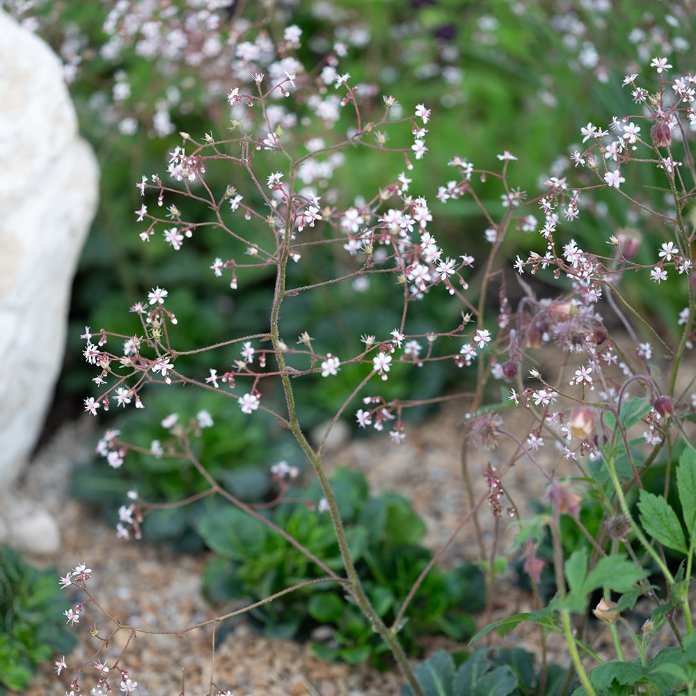 <i>Saxifraga</i> × <i>urbium</i>