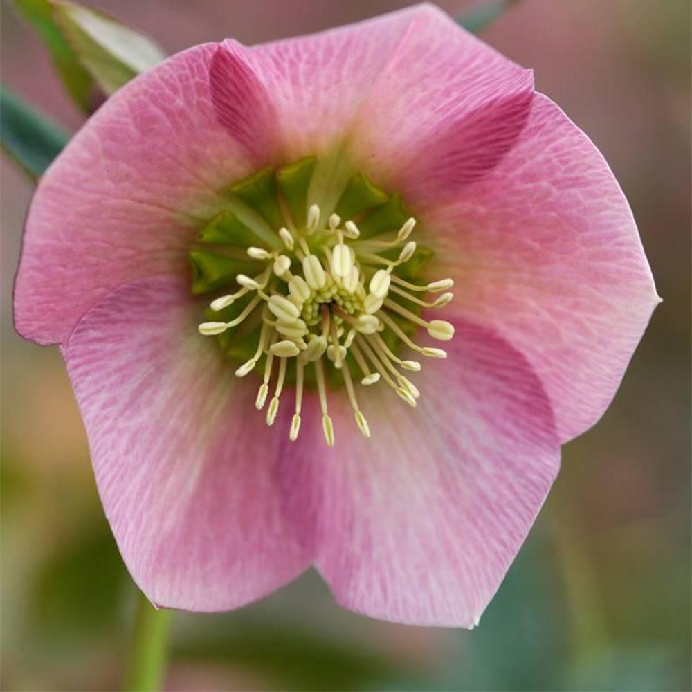 Hellebore Pretty Ellen collection