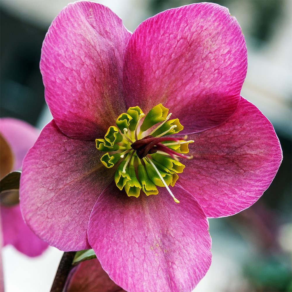 Hellebore Pretty Ellen collection