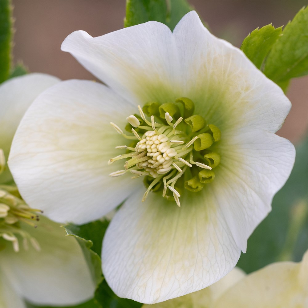 Hellebore Pretty Ellen collection