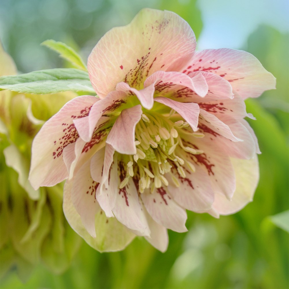 <i>Helleborus</i> × <i>hybridus</i> 'Double Ellen Pink Spotted'