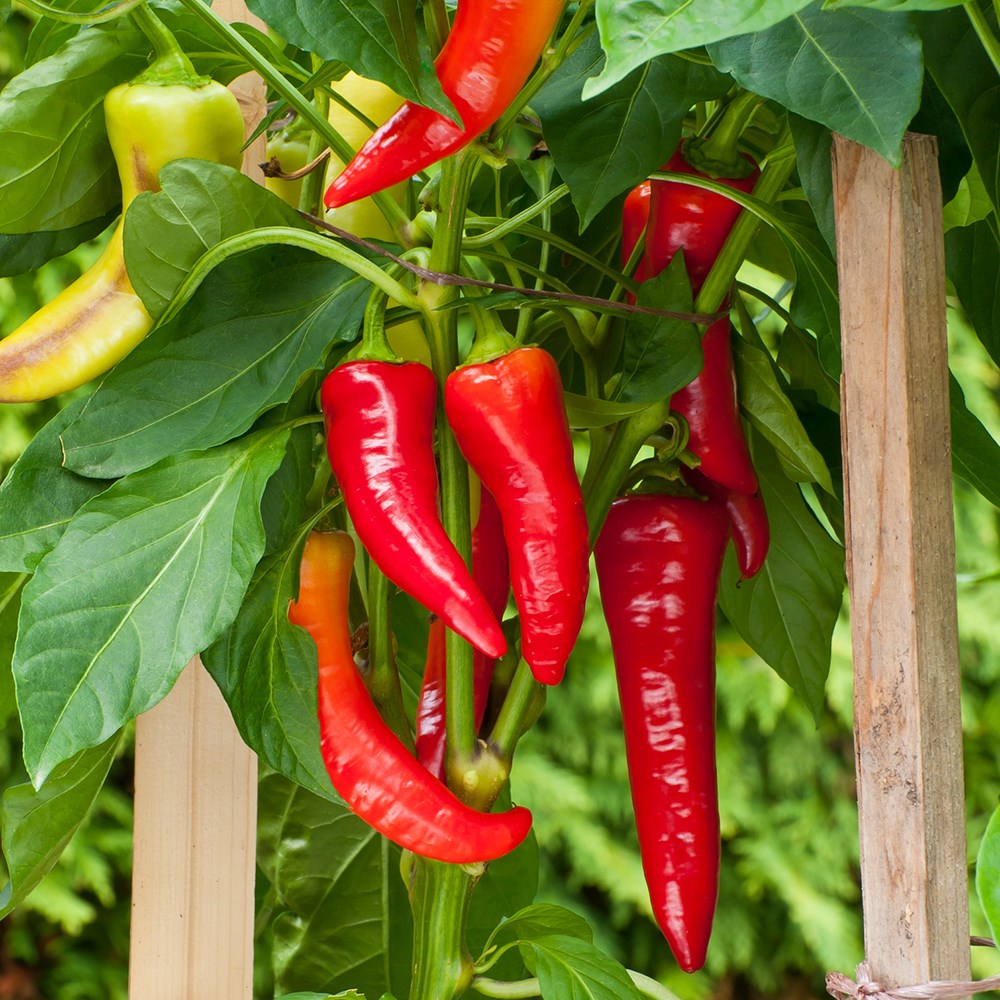 chilli 'Cayenne'