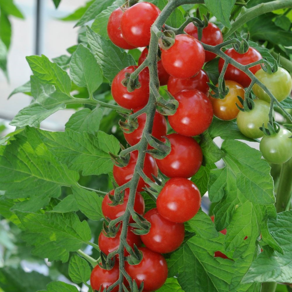 tomato (cherry) 'Sweet Aperitif'