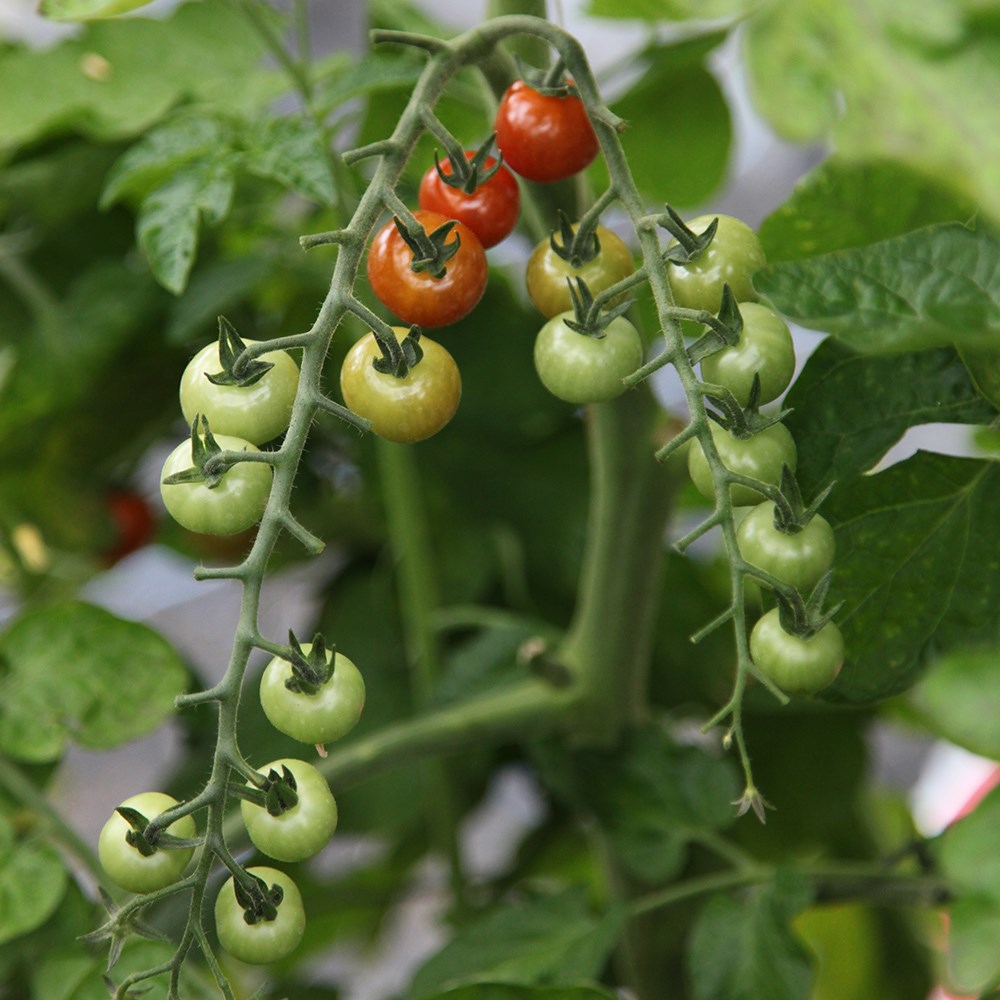 tomato (cherry) 'Sweet Aperitif'