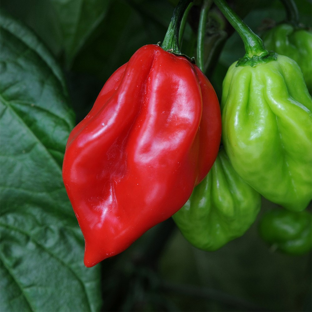 chilli 'Scotch Bonnet'