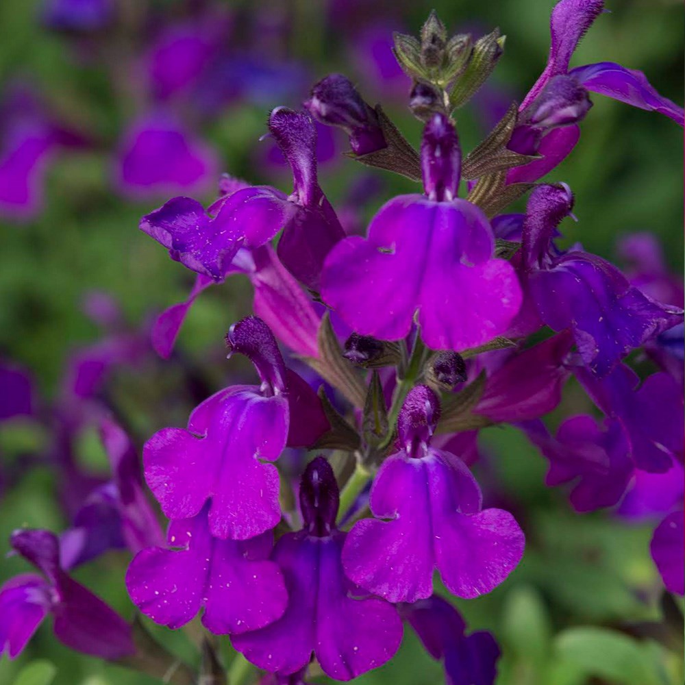 <I>Salvia greggii</i> <b class=small-caps>Mirage Deep Purple</b> ('Balmirdepur') (PBR) (Mirage Series)