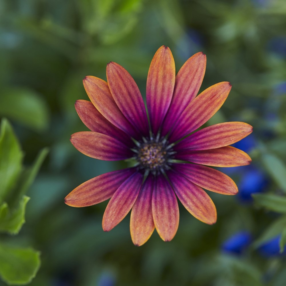 <I>Osteospermum</i> <b class=small-caps>Purple Sun</b> ('Kleoe19396') (FlowerPower Series)