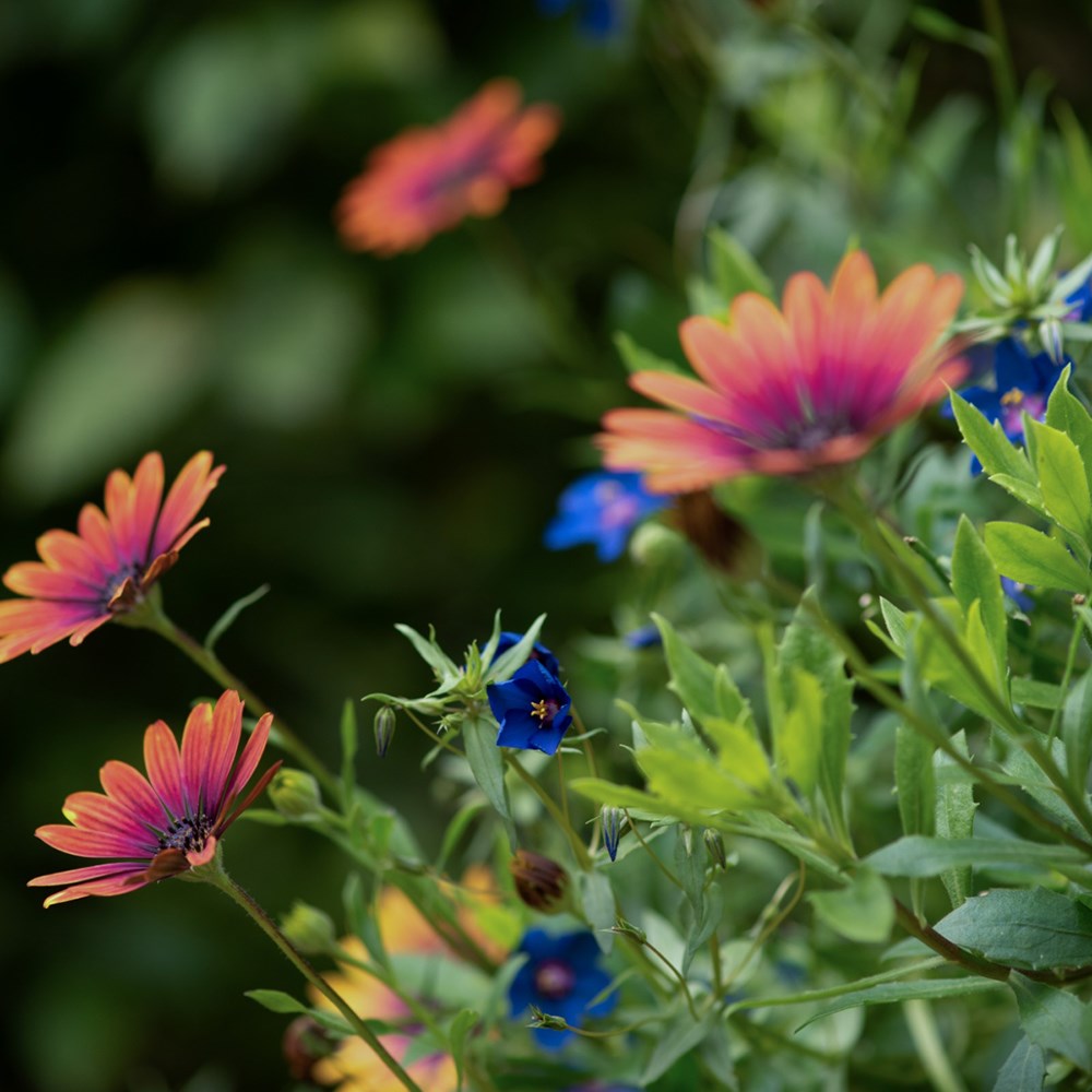 <I>Osteospermum</i> <b class=small-caps>Purple Sun</b> ('Kleoe19396') (FlowerPower Series)