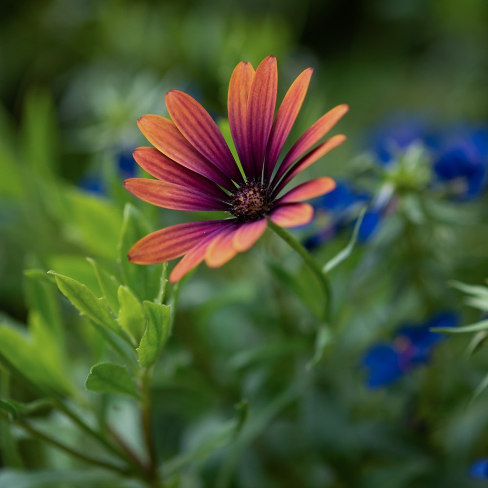 <I>Osteospermum</i> <b class=small-caps>Purple Sun</b> ('Kleoe19396') (FlowerPower Series)