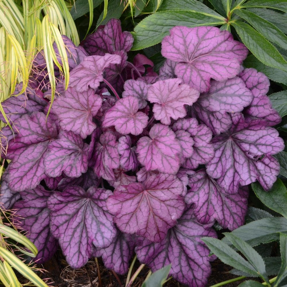 <i>Heuchera</i> 'Wild Rose' (Primo Series)