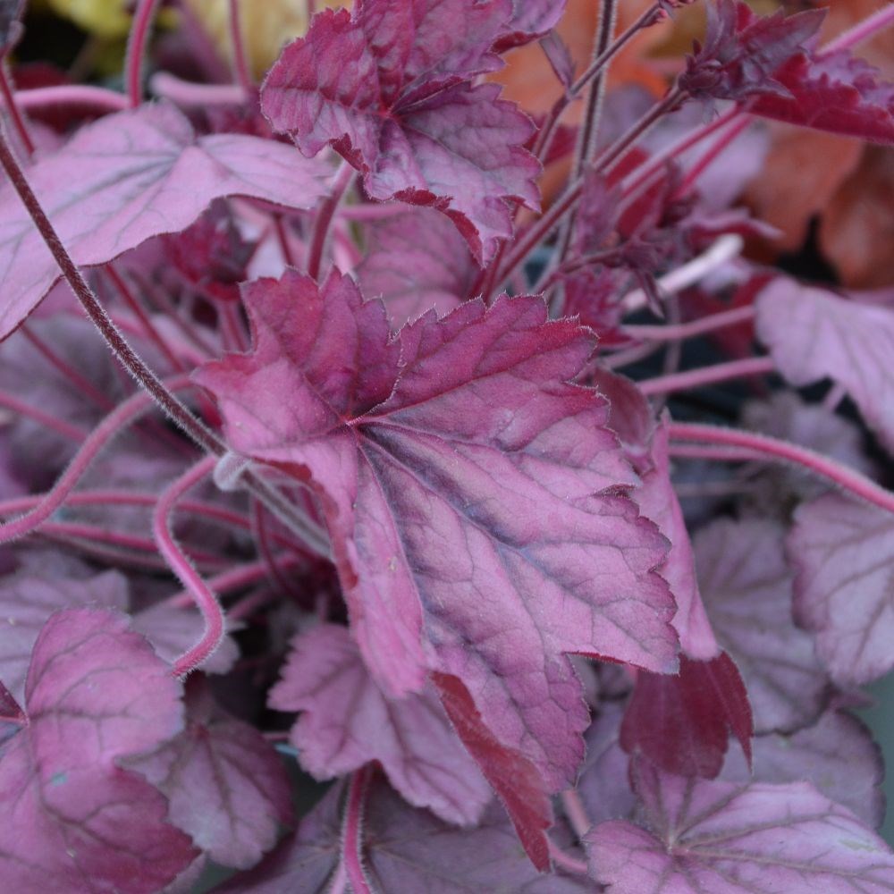 <i>Heuchera</i> 'Wild Rose' (Primo Series)