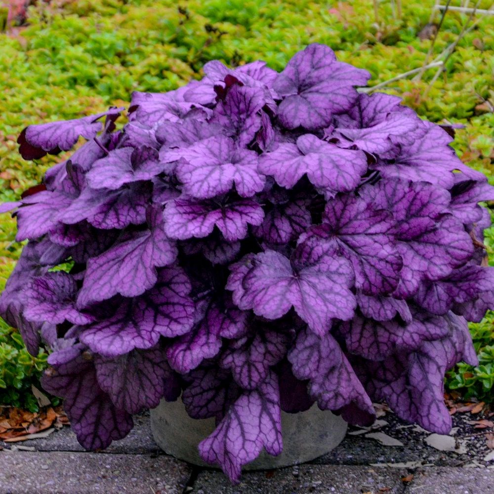 <i>Heuchera</i> 'Wild Rose' (Primo Series)