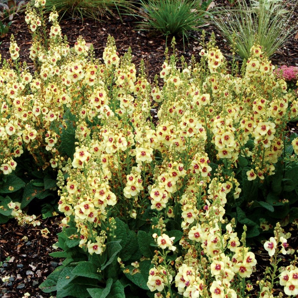 <i>Verbascum</i> 'Dark Eyes' (PBR)