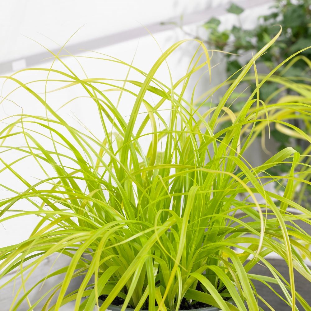 <i>Carex oshimensis</i> 'Everillo' (PBR) (EverColor Series)