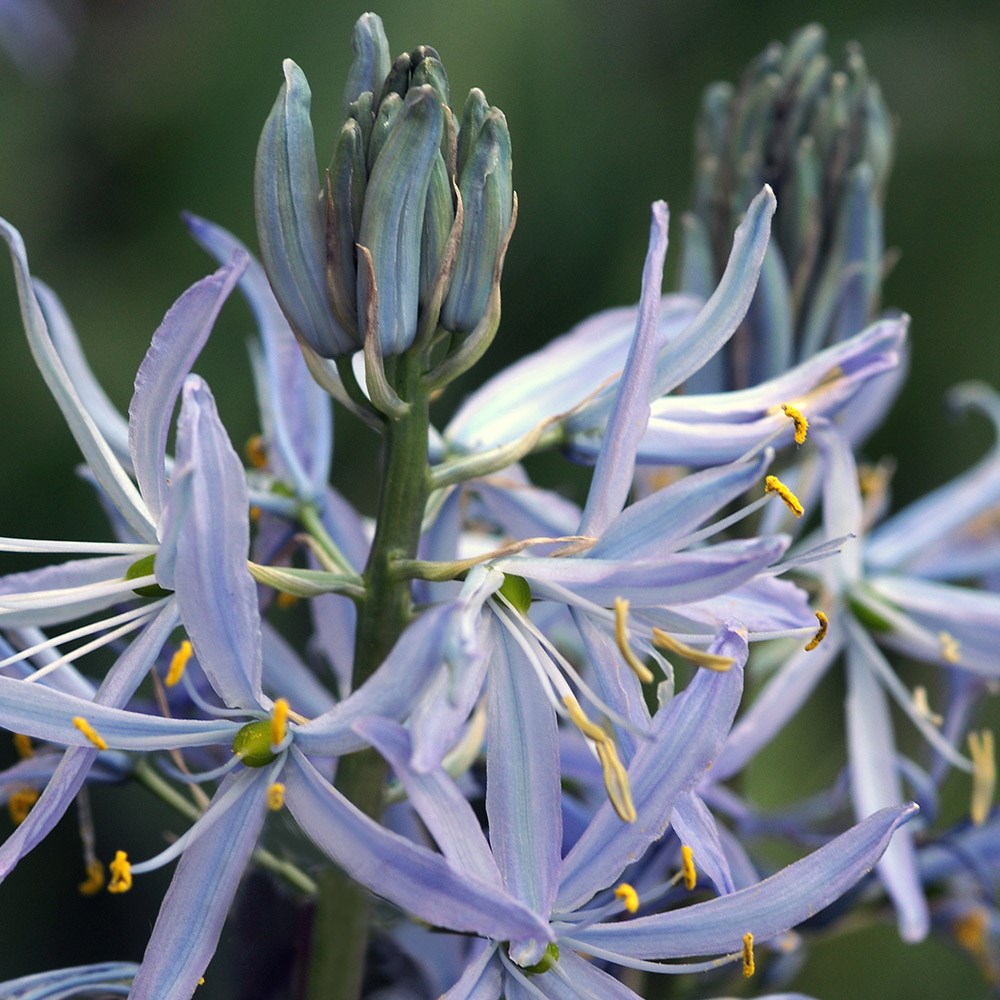 <i>Camassia cusickii</i> 
