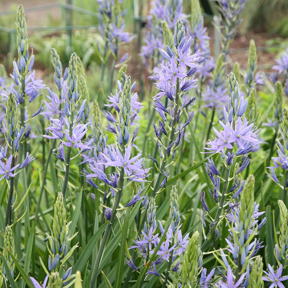 <i>Camassia cusickii</i> 