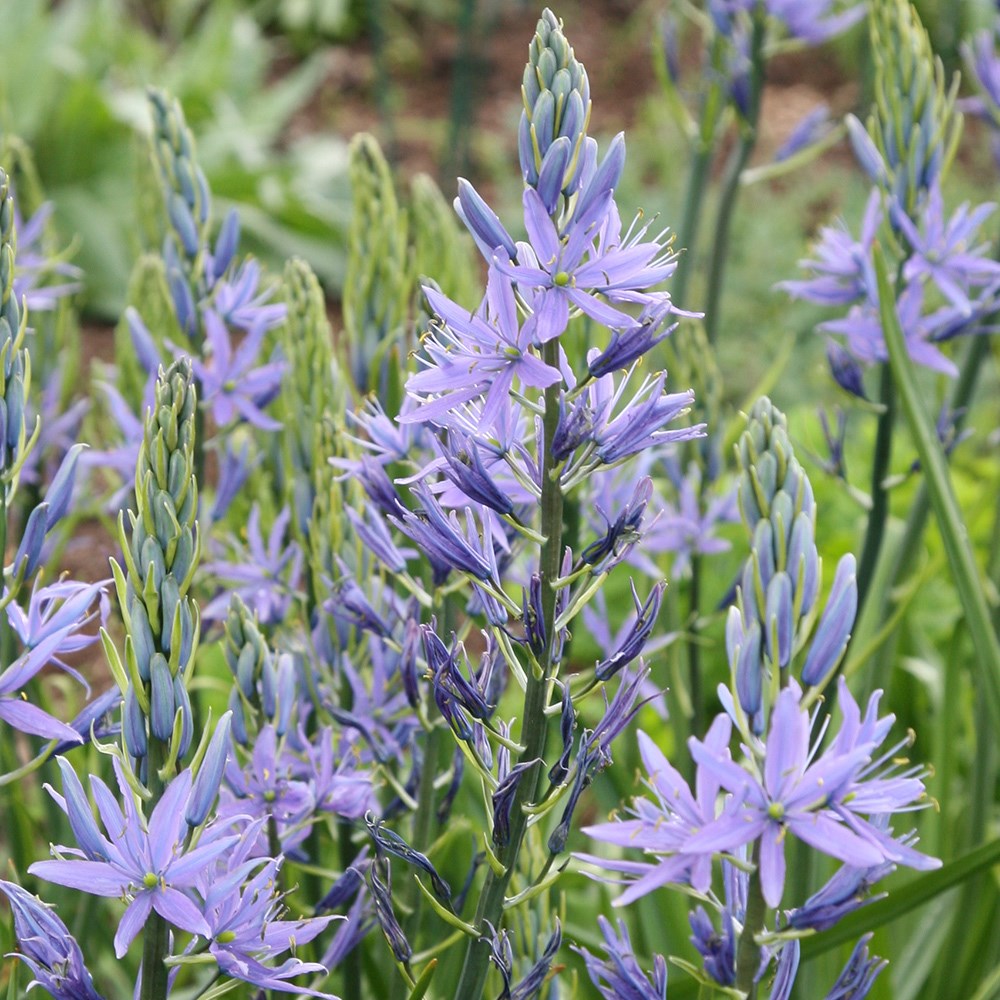 <i>Camassia cusickii</i> 