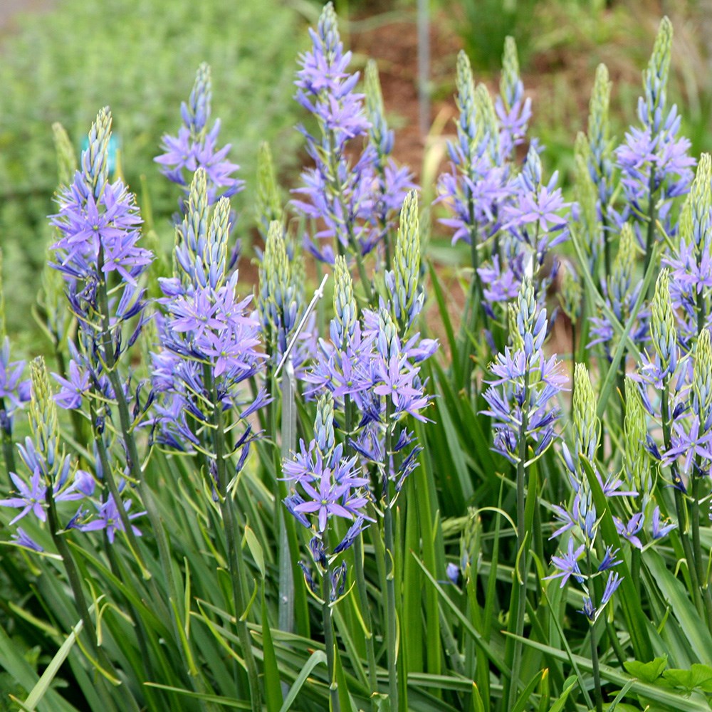 <i>Camassia cusickii</i> 
